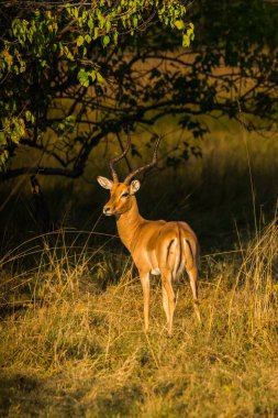Erkek impala antilobu (Aepyceros melampus) çalıların arasında tipik uzun, ince boynuzları vardır. Moremi oyun rezervi, Botswana, Afrika