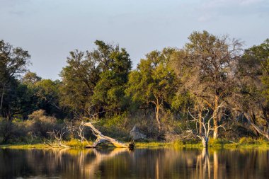 Okavango bataklıkları gün batımında. Moremi oyun alanı Okavango Delta, Botswana