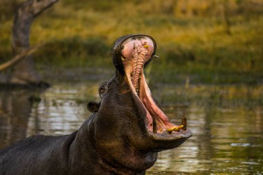 Moremi oyun parkındaki havuzda esneyen vahşi su aygırı. Okavango deltası, Botswana, Afrika.
