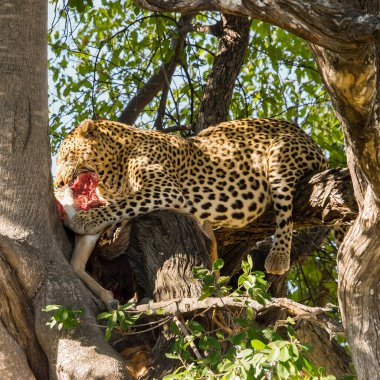 Leopar Impala 'sını ağaçta yer, Moremi oyun parkı, Botswana