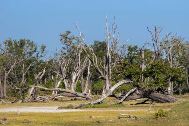 Okavango bataklıklarında ölü orman, Moremi oyun parkı arazisi, Okavango Deltası, Botswana