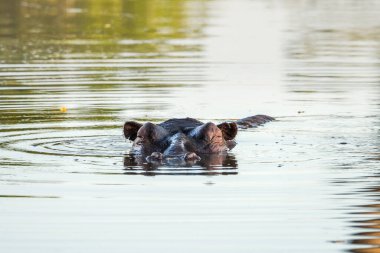 Suaygırı kafası suda.