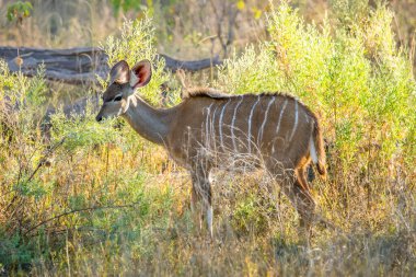 Genç Büyük Kudu Afrika 'da otluyor. Moremi oyun rezervi, Okavango delta, Botswana.