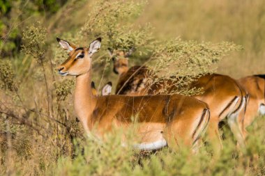 Afrika savanasında duran dişi impala. Moremi oyun rezervi, Botswana.