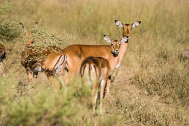 Afrika savanasında duran bir grup dişi impala. Moremi oyun rezervi, Botswana.