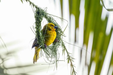 Dişi gözlüklü dokumacı (ploceus ocularis) palmiye yaprağının üzerine yuva yapar. Moremi oyun rezervi, Okavango delta, Botswana.