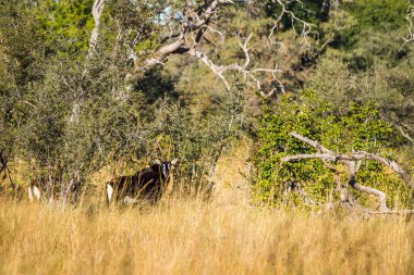 Afrika çalılığında iki samur antilop (Hippotragus niger). Okavango deltası, Botswana.