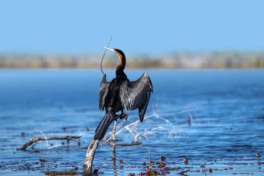 Kanatları açık bir Afrika dartı (Anhinga rufa) göletteki bir ağaç kütüğüne tünemiştir..