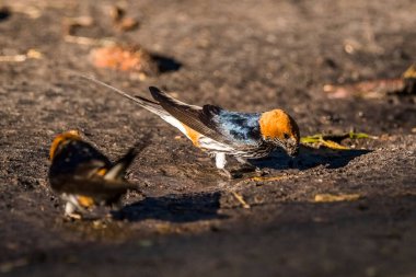 Daha az çizgili kırlangıçlar (Cecropis Abyssinica) bir yuva için çamur topluyor.