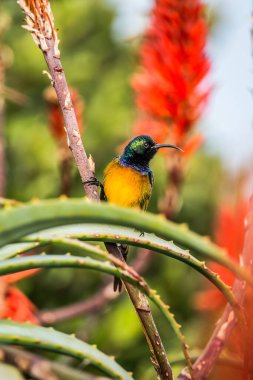Portakal göğüslü aykuşu nektar almak için kırmızı aloe çiçeğinin üzerinde oturuyor.
