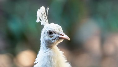 Yeşil arka planda beyaz tavus kuşu kafası, yumuşak odak