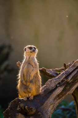 Bir kütüğün üzerinde duran mirket