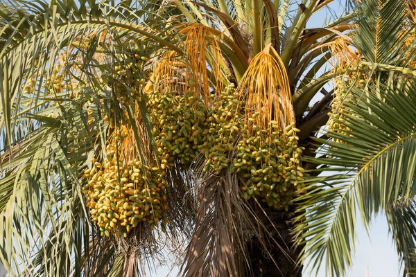 Palmera Phoenix Con Dátiles Inmaduros Hojas Secas — Foto de Stock