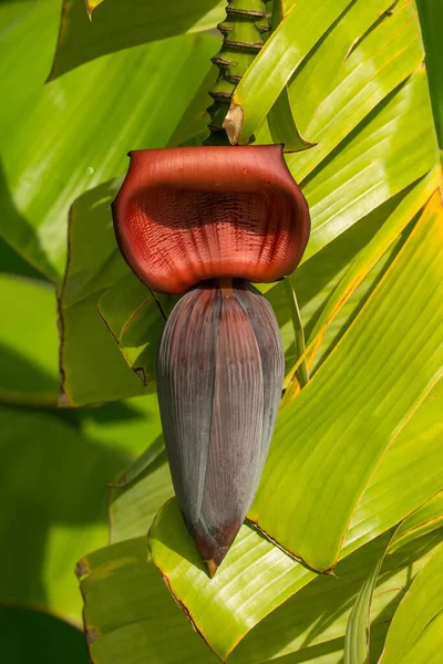 Flor Roja Plátano Con Hojas Verdes — Foto de Stock