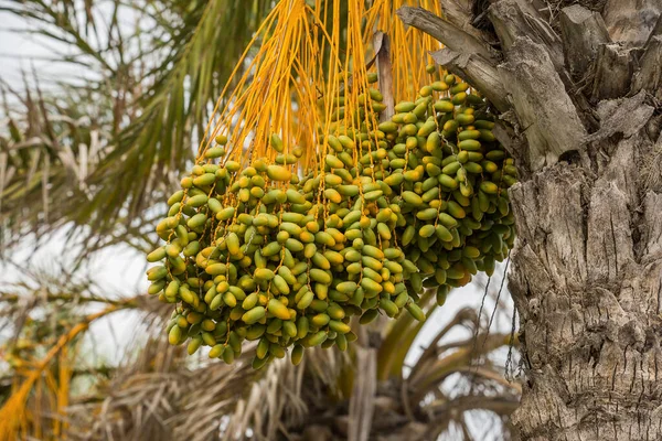 Ramo Dátiles Inmaduros Palmera — Foto de Stock