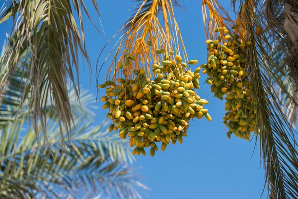 Ramo Dátiles Inmaduros Palmera — Foto de Stock