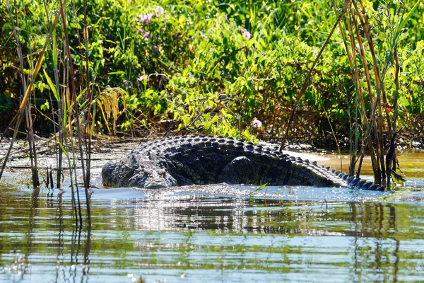 Nile Crocodile Crocodylus Niloticus Waters Edge Zambezi River Bank Zambia — Stock Photo, Image