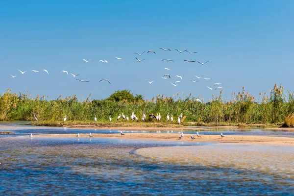 Zambezi nehri kıyısında büyük bir sarı gagalı leylek sürüsü (Mycteria ibis)
