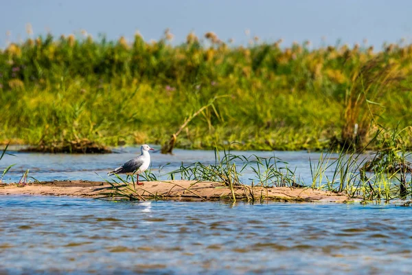 Gri Başlı Martı Chroicocephalus Cirrocephalus Zambezi Nehri Kıyısında Duruyor — Stok fotoğraf