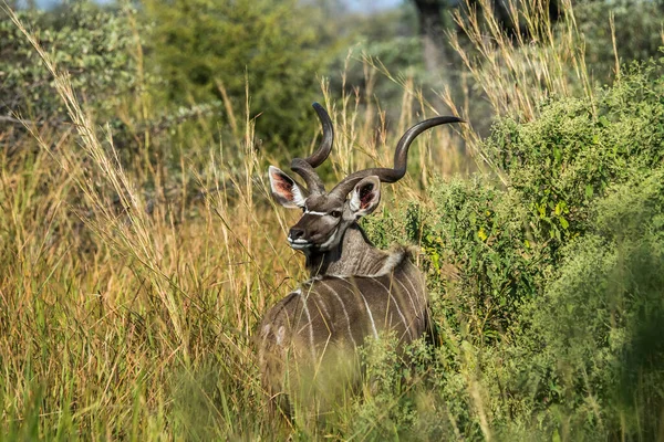 Kudu Bika Áll Afrikai Bokorban Moremi Vadrezervátum Okavango Delta Botswana — Stock Fotó