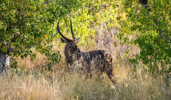 Waterbuck Kobus Ellipsiprymnus Macho Com Chifres Longos Gramíneas Altas Bushveld — Fotografia de Stock