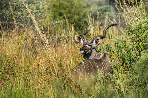 Kudu Antilop Áll Afrikai Bokorban Moremi Vadrezervátum Okavango Delta Botswana — Stock Fotó