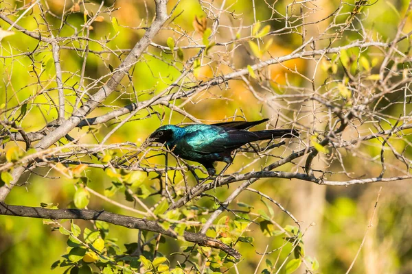 Blauschillernder Vogel Burchell Star Sitzt Auf Einem Ast Moremi Wildreservat — Stockfoto