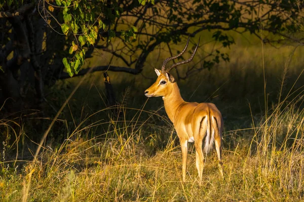 Férfi Impala Antilop Aepyceros Melampus Tipikus Hosszú Karcsú Szarvak Állnak — Stock Fotó