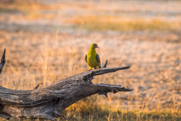 Afrika Yeşil Güvercini (Treron calvus) Moremi oyun parkının kütüğüne tünemiştir. Botswana, Afrika.