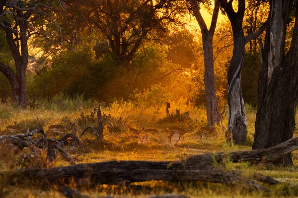 Stado Impala Spacerujące Wieczorem Moremi Game Reserve Botswana — Zdjęcie stockowe