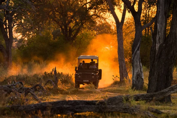 Moremi Botswana Juni 2014 Toeristen Kijken Naar Impala Kudde Avond — Stockfoto