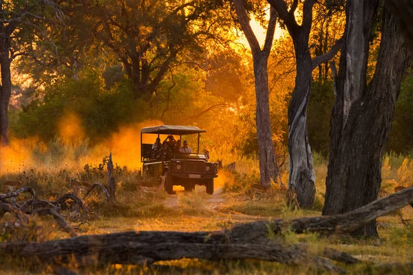 Moremi Botswana Juni 2014 Toeristen Kijken Naar Impala Kudde Avond — Stockfoto