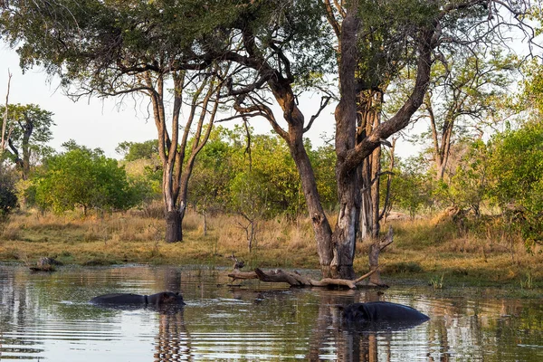 Okavango Delta Landschap Met Twee Nijlpaarden Het Water Moremi Wildreservaat — Stockfoto