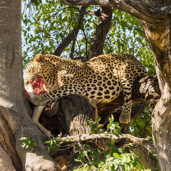 Leopard Eats Its Impala Tree Moremi Game Reserve Botswana — Stock Photo, Image