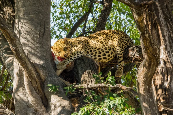Leopard Eats Its Prey Tree Moremi Game Reserve Botswana — Stock Photo, Image