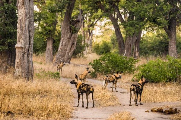 Pakket Afrikaanse Wilde Honden Weg Bij Moremi Game Reserve Okavango — Stockfoto