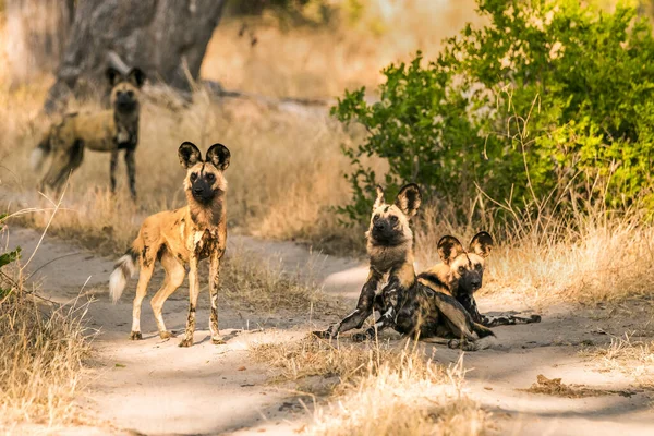 Pack of African wild dogs standing on road at Moremi Game Reserve. Okavango delta, Botswana, Africa.