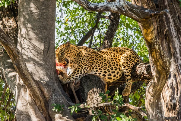 Leopar Ağaçta Antilop Leşi Yer Moremi Oyun Rezervi Botswana — Stok fotoğraf