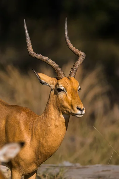 Impala Kos Nagy Szarvakkal Moremi Vadrezervátum Botswana Afrika — Stock Fotó