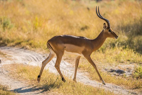 Caminhando Impala Ram Com Chifres Grandes Moremi Reserva Jogo Botsuana — Fotografia de Stock