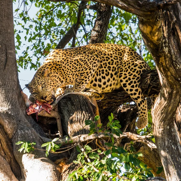 Leopard Eats Antelope Carcass Tree Moremi Game Reserve Botswana — Stock Photo, Image