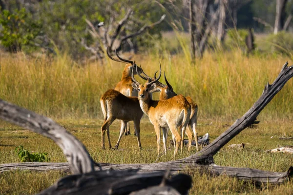 Rode Lechwe Kobus Leche Stieren Staan Het Bos Van Okawango — Stockfoto