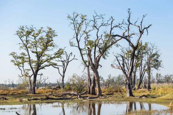 Okavango Bataklıkları Moremi Oyun Parkı Rezervi Okavango Delta Botswana — Stok fotoğraf