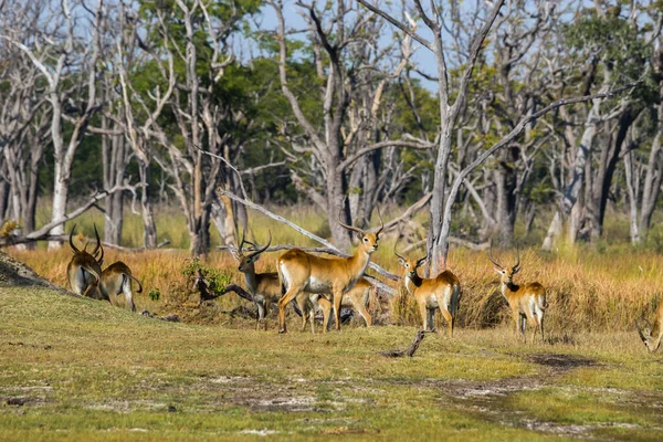 Lechwe Vermelho Kobus Leche Rebanho Floresta Okawango Delta Moremi Parque — Fotografia de Stock
