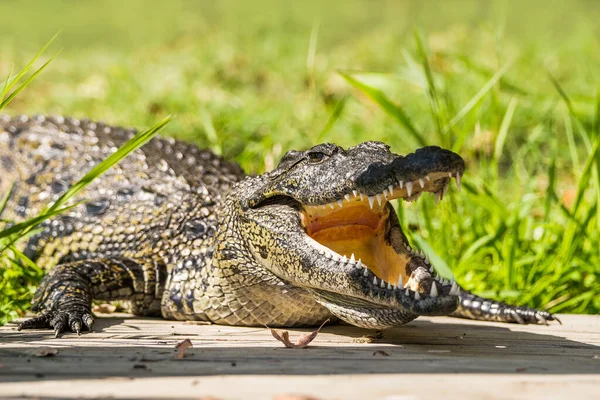 Głowa Krokodyla Otwartymi Ustami — Zdjęcie stockowe