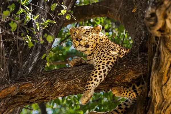 Leopard Baum Okavango Delta Moremi Wildreservat Botswana — Stockfoto