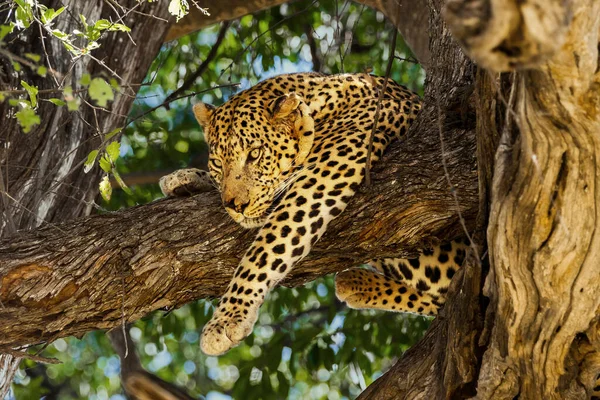 Leopardo Nell Albero Delta Dell Okavango Riserva Caccia Moremi Botswana — Foto Stock