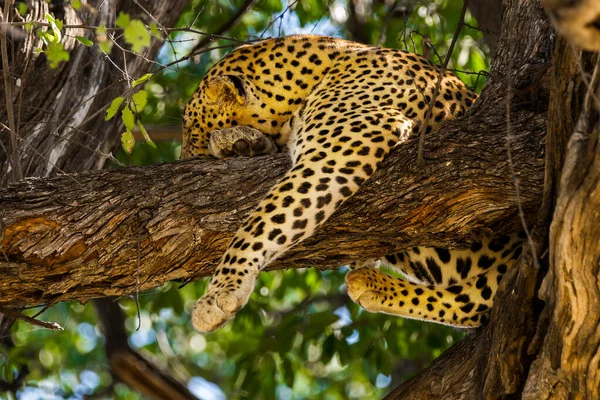 Schlafender Leopard Baum Moremi Wildreservat Okavango Delta Botswana Afrika — Stockfoto