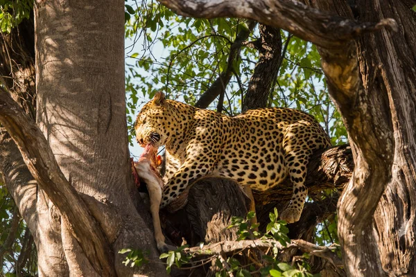 Luipaard Eet Zijn Prooi Boom Moremi Wildreservaat Botswana — Stockfoto