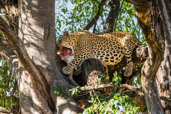 Leopard Eats Antelope Carcass Tree Moremi Game Reserve Botswana — Stock Photo, Image